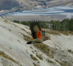 Fledglings Sighted on Woolshed Hill