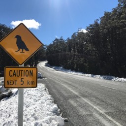 Good news for Arthur’s Pass kea