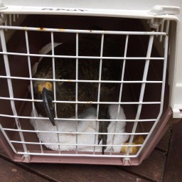 The elusive Wānanga & lead poisoning