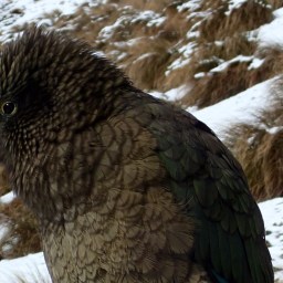 2018 winter skifield kea update: Craigieburn Range, Mt Hutt and Temple Basin