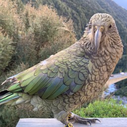 One place for kea sightings