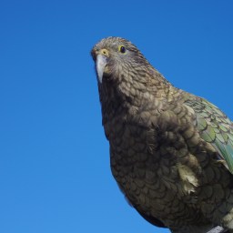 Kea featured on ‘Our Changing World’