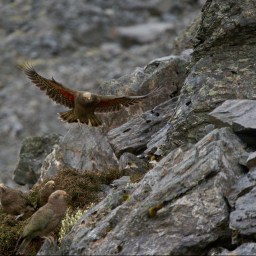 Summer in the mountains – return of the kea gangs